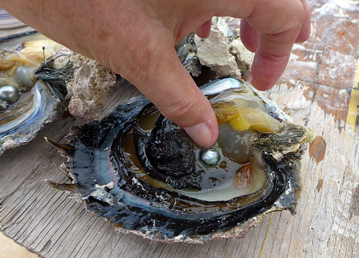Takapoto: opened oyster shells with pearls