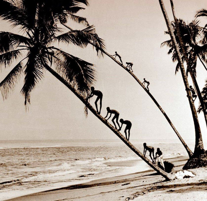 Kokosnoten plukken in Polynesie